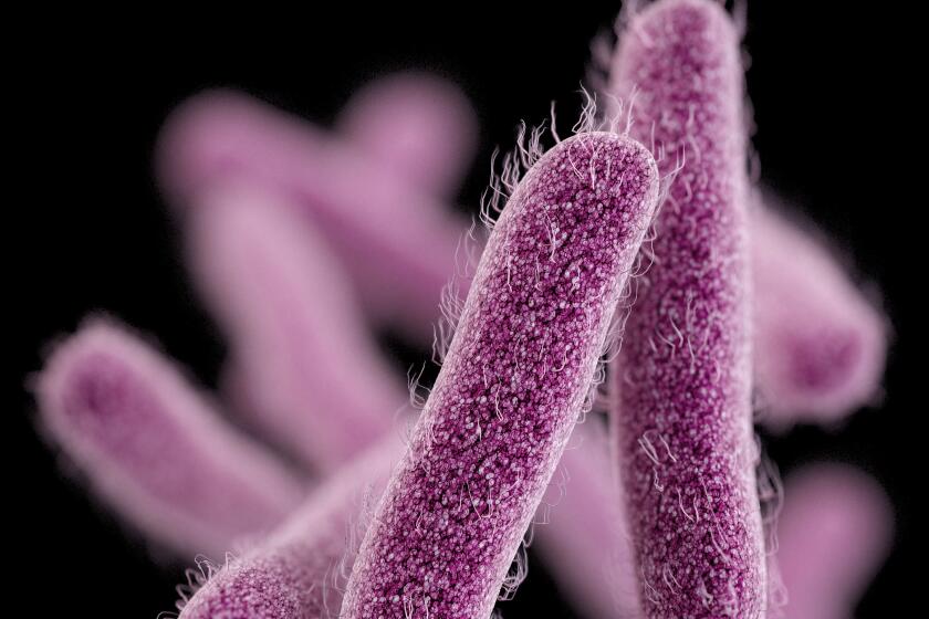 This illustration made available by the Centers for Disease Control and Prevention shows the Shigella bacteria. On Thursday, April 2, 2015, the CDC said a drug-resistant strain of a stomach bug made its way into the U.S. and spread, causing more than 200 illnesses since last May. Many cases were traced to people who had recently traveled to the Dominican Republic, India or other countries. (AP Photo/CDC)