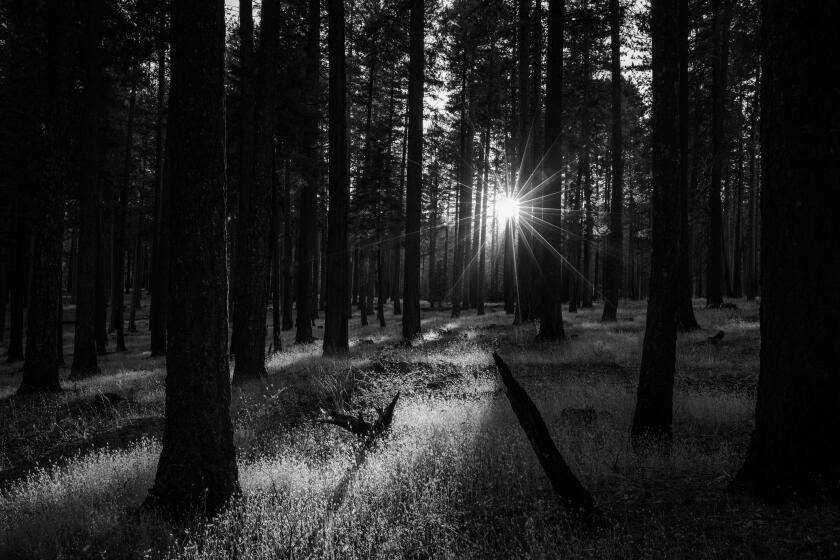 The area off Ferrari Mill Road in the Eldorado National Forest where the remains of two Jane Does were found near Pollock Pines, California on September 23, 2024.