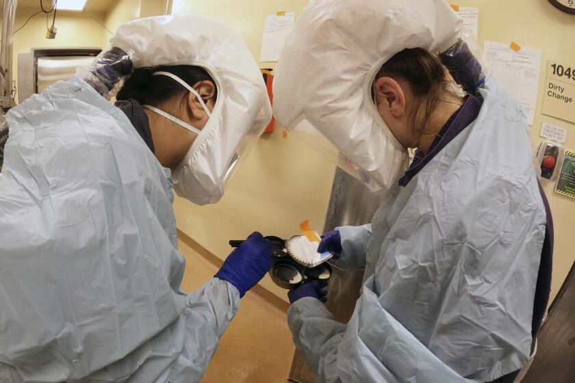 In this photo provided by the U.S. Department of Agriculture, animal caretakers determine milk sample color scores using a dental color shade score card at the National Animal Disease Center research facility in Ames, Iowa, on Monday, July 29, 2024. (USDA Agricultural Research Service via AP)