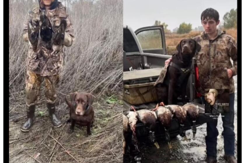 Butte County Sheriff’s Search and Rescue teams are out at the Thermalito Afterbay, looking for two duck hunters, ages 17 and 19, who went missing over the weekend. Butte County Sheriff's Office