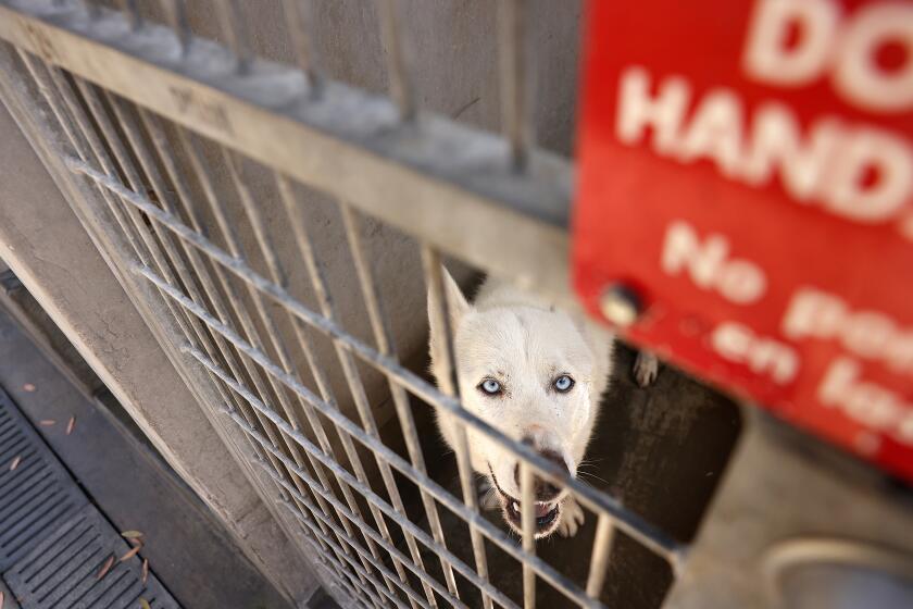 LOS ANGELES-CA-AUGUST 31, 2024: A dog available for adoption at Chesterfield Square South Los Angeles Animal Services Center on August 31, 2024. (Christina House / Los Angeles Times)