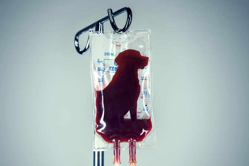 photo illustration of a blood donor IV with the shape of a labrador in the bag