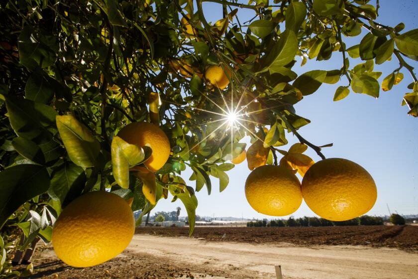 RIVERSIDE, CALIF. -- THURSDAY, FEBRUARY 6, 2020: The sun shines through the leaves of a Trifoliate Orange hybrid tree at the UC Riverside Citrus Variety Collection in Riverside, Calif., on Feb. 6, 2020. UC Riverside is planning to protect its Citrus Collection, one of the largest collection of citrus trees in the world, from a lethal disease called citrus greening that's now about 2 miles away from it. A donor is giving about $3 million to build a giant net around parts of the Citrus Collection. (Allen J. Schaben / Los Angeles Times)