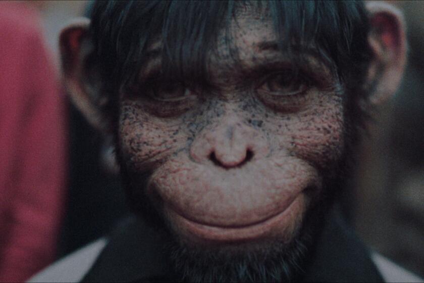 A monkey man smiles at the lens.